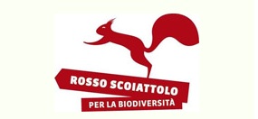 Banner Scoiattolo rosso