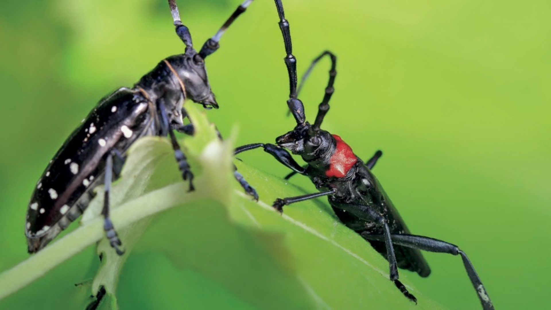 Link Utile numero Tarlo asiatico, nuovi obblighi nelle zone cuscinetto