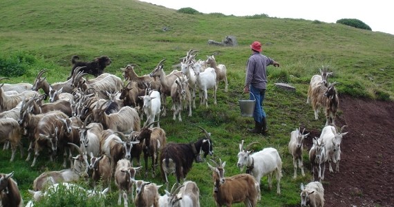 Immagine Festival del Pastoralismo