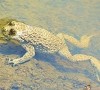 Fiocco verde al Centro Bombina Lombardia del Parco dei Colli, nati i primi ululoni dal ventre giallo Immagine News