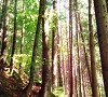 Taglio bosco: dal 29 settembre aperte le istanze per la stagione 2026-2027 Immagine News