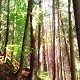 Immagine news Taglio bosco: dal 29 settembre aperte le istanze per la stagione 2026-2027