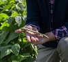 Il Parco dei Colli di Bergamo dà il via alla sperimentazione della filiera del legume: spuntati i primi baccelli di fagiolo nano Immagine News