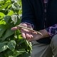 Immagine news Il Parco dei Colli di Bergamo dà il via alla sperimentazione della filiera del legume: spuntati i primi baccelli di fagiolo nano