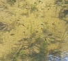 ALCUNE DELLE CENTINAIA DI LARVE DI HYLA INTERMEDIA PRESENTI NELLO STAGNO Immagine News